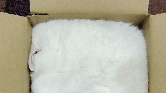 고양이 박스포장