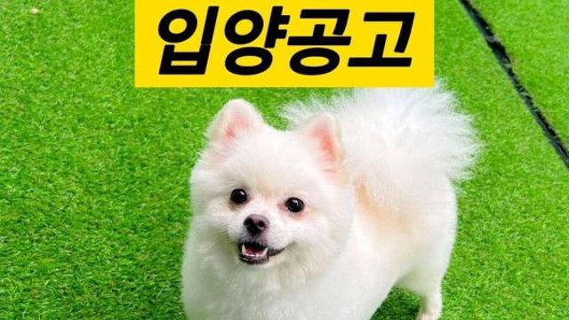 어쩔 수 없는 강아지 파양 사유.jpg