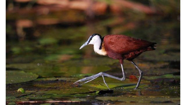 특이하게 번식하는 새들