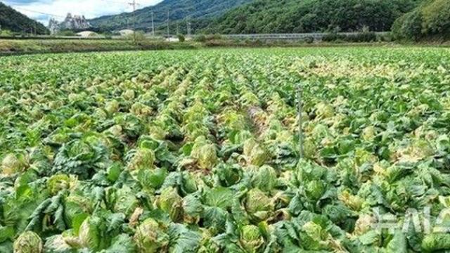 안정세 찾나 싶더니…수확기 기상 이변에 김장물가 들썩 대책 고심