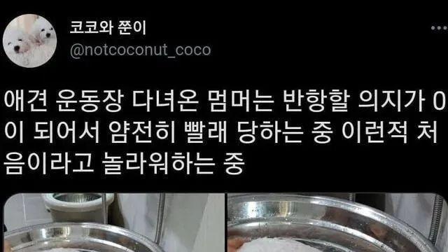 얌전히 빨래질 당하는 강아지.jpg,,