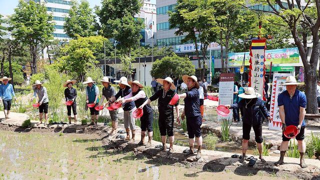 울산시청 정원에 심은 '청렴미' 5개월 만에 추수