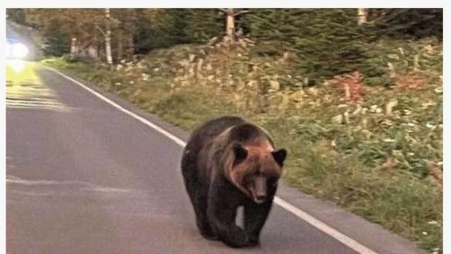 일본 도심에 곰 습격 증가 ㄷㄷ