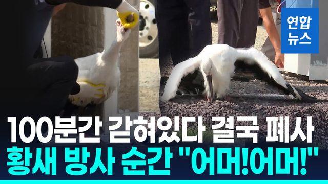 [영상] 황새 폐사 고발당한 김해시…'땡볕에 100분' 방사 순간 