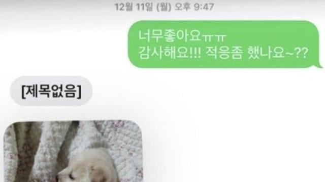 반려동물 때리고 죽이고 또 입양한 20대…교제폭력 수단이었다