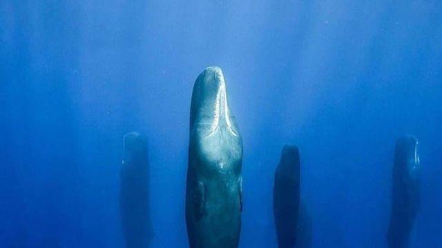 향유고래가 자기전에 하는것