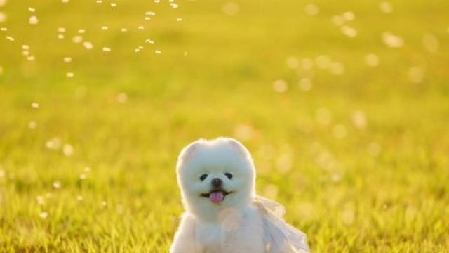 스타견 달리, 1년 전 무지개 다리 건너 