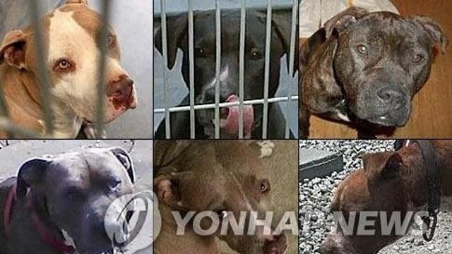 대전서 탈출한 '맹견' 핏불테리어 12시간만에 포획…견주 인계(종합)