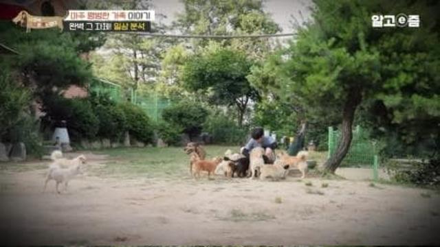 국내에서 댕댕이 37마리 키우는 사람.jpg
