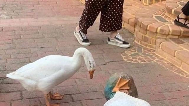 혼란에 빠진 거위