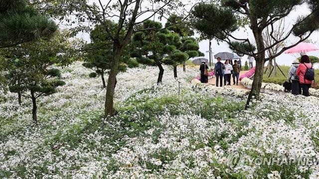 서리 내린다는 상강…온화한 날씨 속 곳곳 가을비