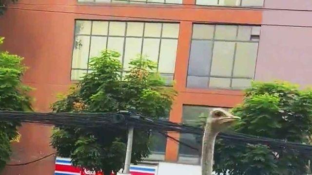 [쇼츠] 중국 식당서 탈출한 타조…도로 전력질주