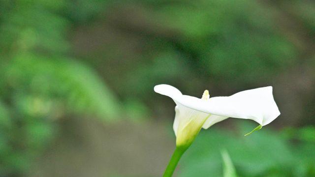 상사화 추출 성분 나르시클라신, 항암제와 함께 쓰니 폐암 사멸 촉진