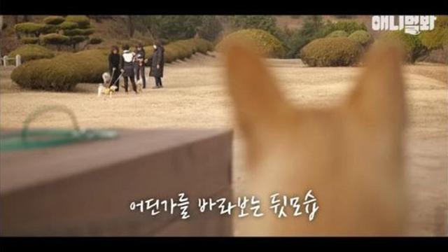 할매와 걷고 싶은 댕댕이 봉이이야기