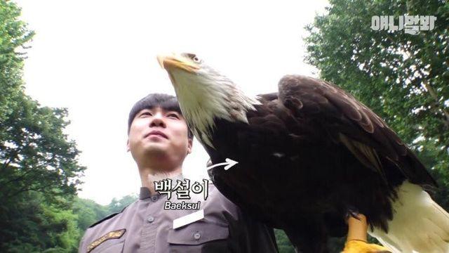 사람 손에서 자란 귀여운 독수리 설이