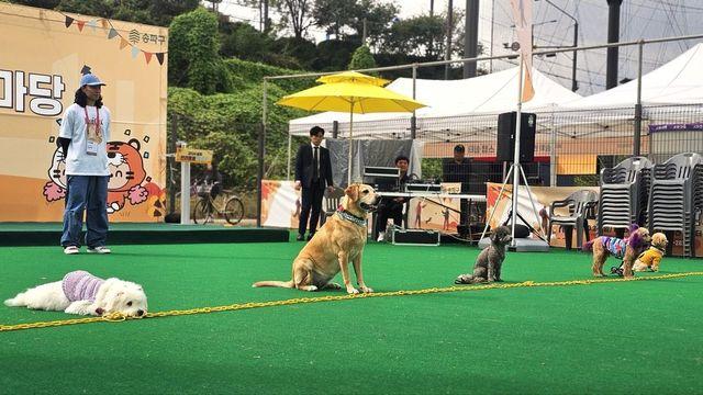 댕댕이와 신나는 가을나들이…25일 송파 반려동물 한마당