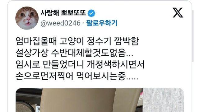 엄마집에 올때 고양이 정수기를 안 가져온 대가