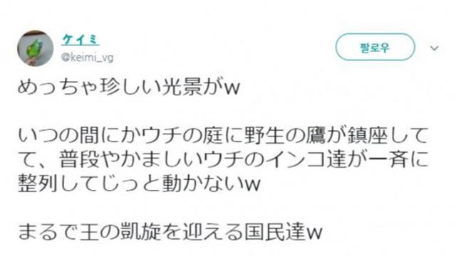 앵무새장에 나타난 야생 매.