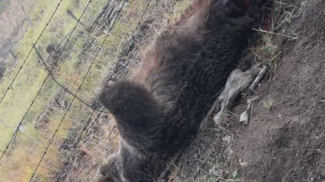 곰과 맞서 싸운 60대男 기적 생존…알고 보니 전직 권투선수