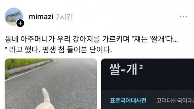 동네 아주머니가 우리 개 보고 '쌀개'라고 함