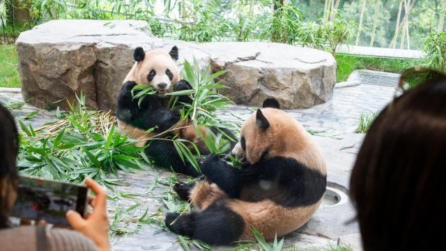 大熊猫双胞胎”睿宝””辉宝”独居首秀 吸引6万游客参观