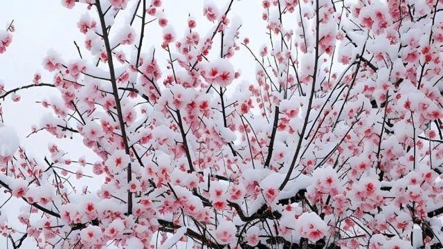 강원도 벚꽃 근황,,