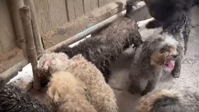 '강아지 성병'이 급속하게 퍼지고 있다... 알고 보니 사람 때문에 생긴 질병