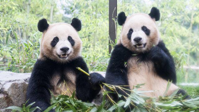 '판다 세컨하우스' 간 루이·후이바오…“20일간 6만명 몰려”