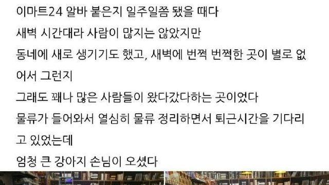 편의점에 난입한 골든리트리버