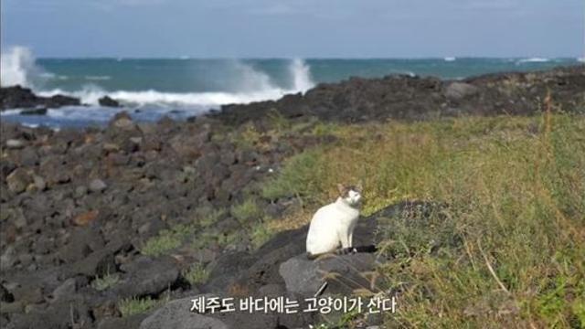 자기 몸만한 광어를 물고 힘겹게 걸어가는 털바퀴