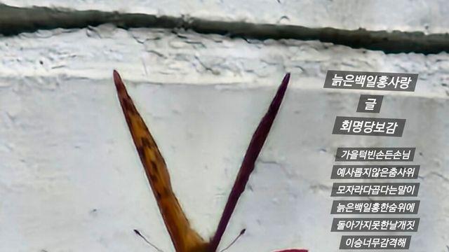 [보감과의 동행153]   늙은백일홍사랑