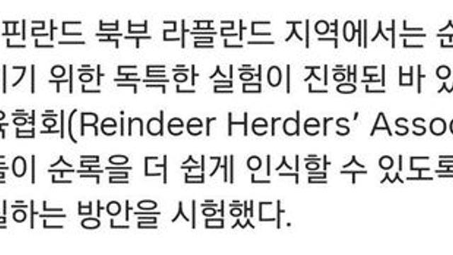 운전자 안전위해 순록뿔에 반사 페인트를 바른 결과 