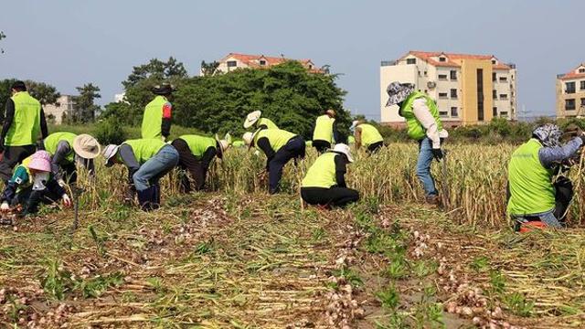 한국 대표 식재료인데... 농민들 “언제 씨를 뿌려야 할지 모르겠다” 한숨