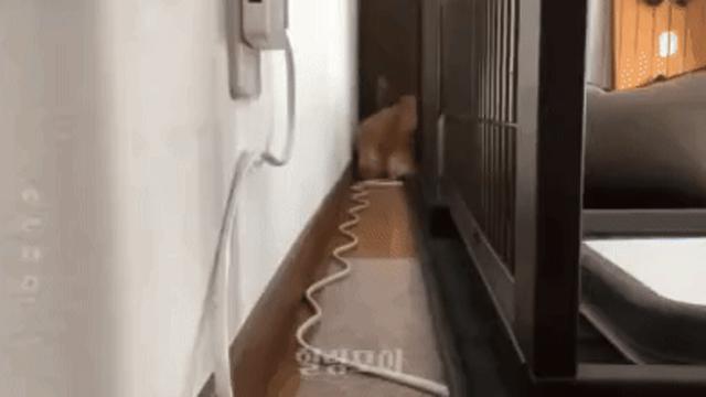 좁은 통로에서 댕댕이를 불러봤습니다