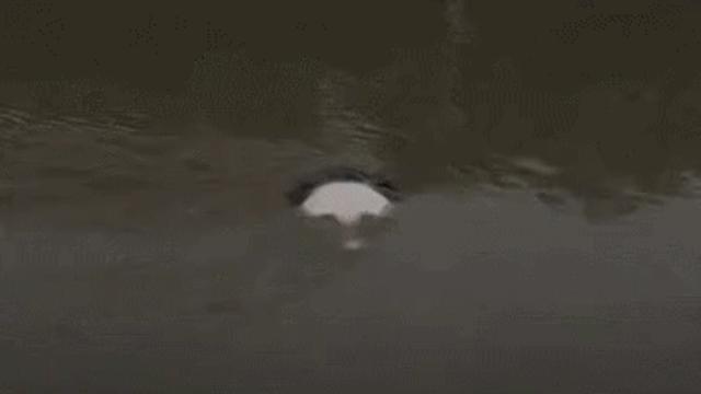 멕시코 초현실주의 작가가 설치한 조형물