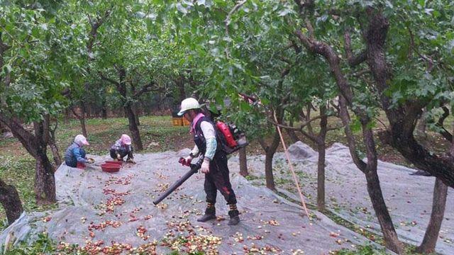 한국에도 흔한데… 알고 보니 지구상 모든 과일 중 당도 1위라는 과일