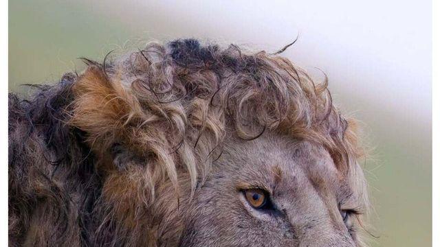 레딧에서 난리난 야생 숫사자 외모