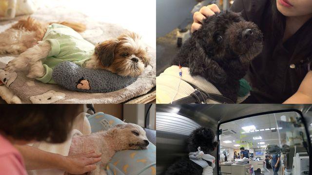 뇌종양 반려견 극심한 고통…보호자의 최선은 무엇일까 (동물농장)