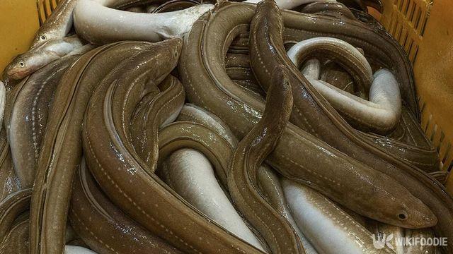 한국선 보양식인데… 유럽에선 ‘악마의 물고기’라 불리는 뜻밖의 생선