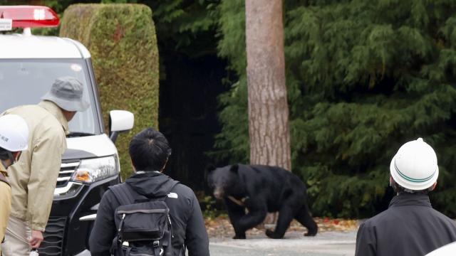 일본서 곰 습격 피해 급증…4월부터 172명 사상