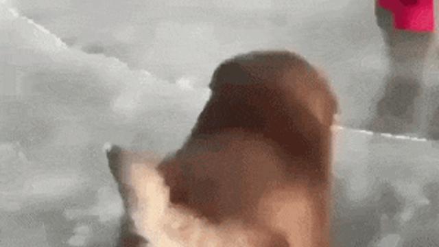 댕댕이가 빙판 위를 달리는 방법.