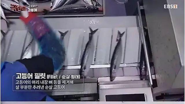 [스압] 노르웨이 순살 고등어의 비밀,,