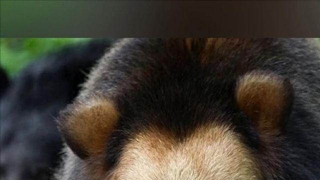 사자를 닮은 황금빛 곰