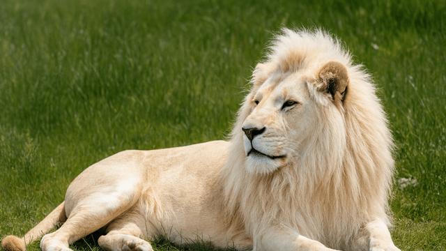 전세계 300마리밖에 안남았는데… 한국에서 볼 수 있는 '초희귀 동물'의 정체