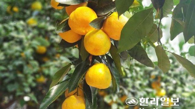 고품질 제주 감귤 생산 시설 현대화 사업 신청 내달 10일까지