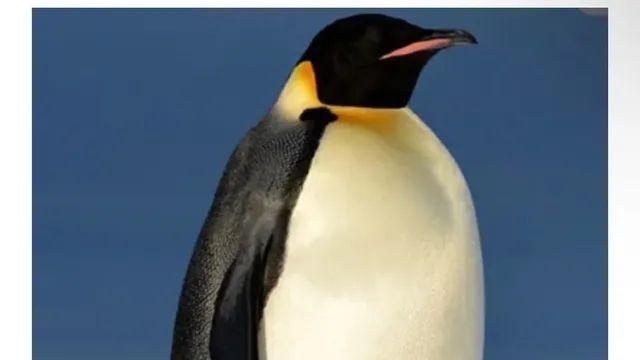 황제펭귄은 왜 황제펭귄일까?,,