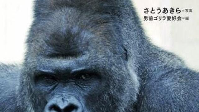 세상에서 가장 잘생겼다는 고릴라