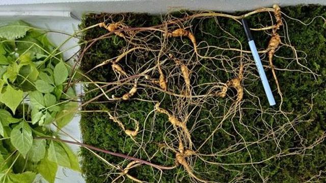 지리산서 산삼 24뿌리 무더기 발견…감정가 1억3천만원