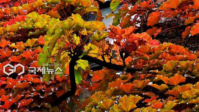 [오늘날씨] 출근길 최저 영하 2도 '한파'...서울 낮 11도-대전 13도 '강추위'