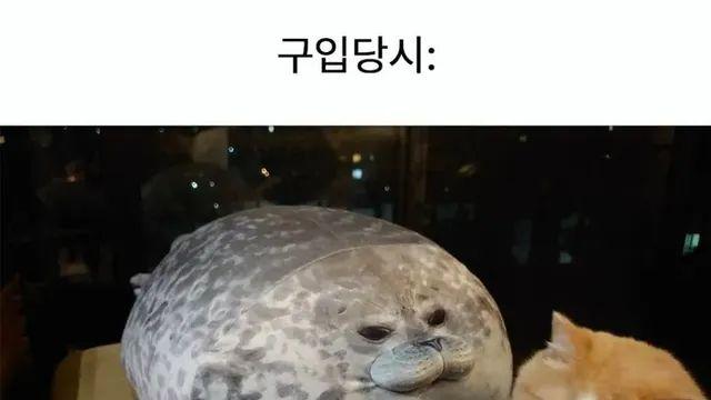 1년 전 수족관에서 산 인형 근황.jpg,,